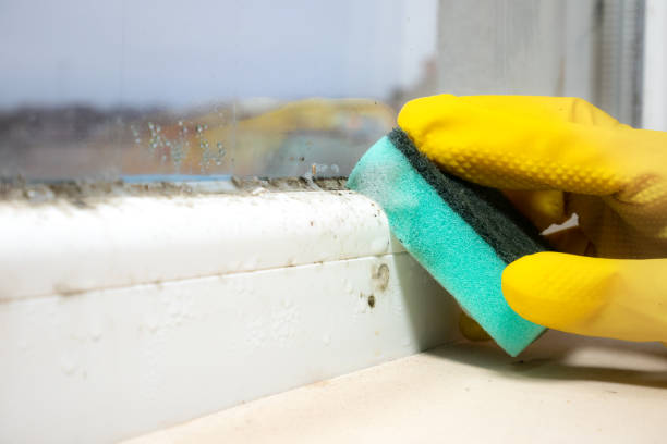 Best Emergency Mold Remediation  in Annandale, MN